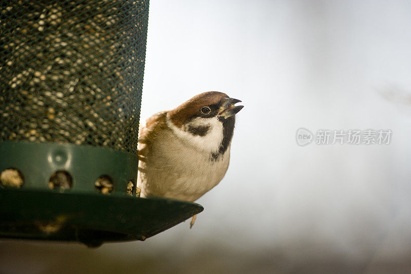 家麻雀(Passer domesticus)